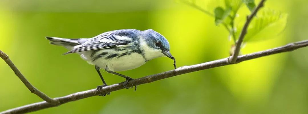 birdWatching