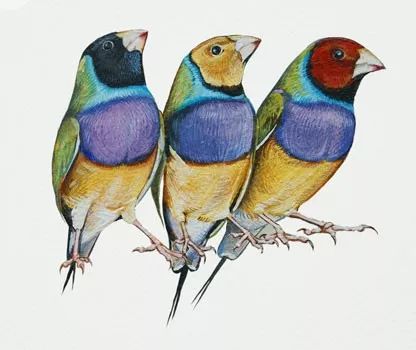 birdWatching