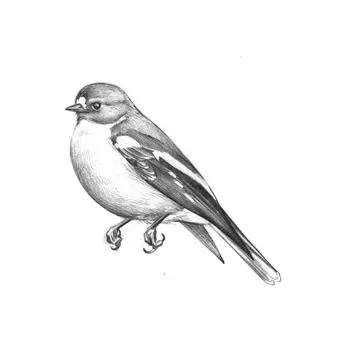 birdWatching