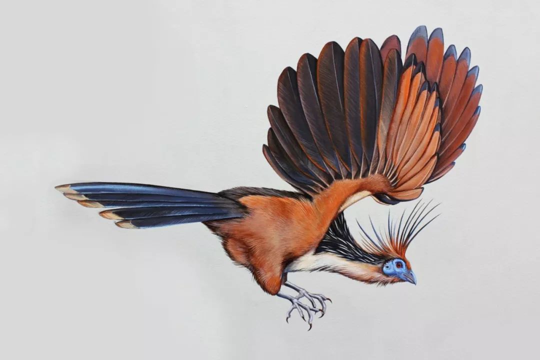 birdWatching
