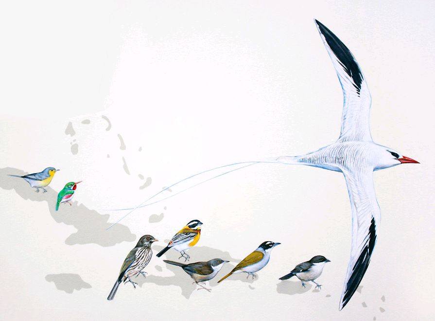 birdWatching