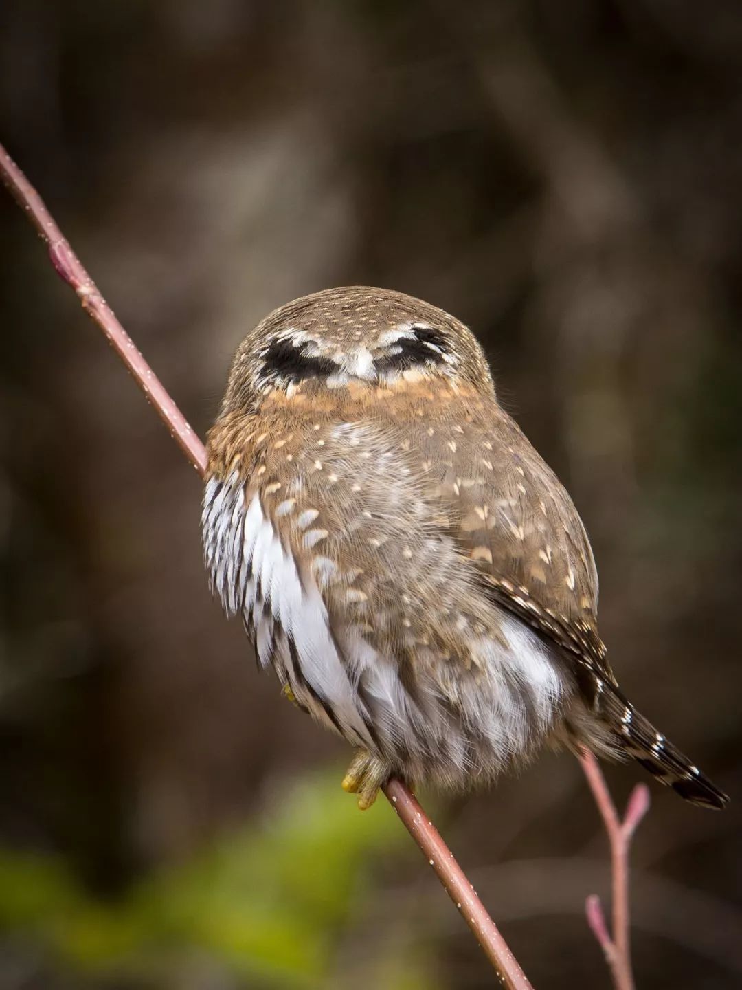 birdWatching