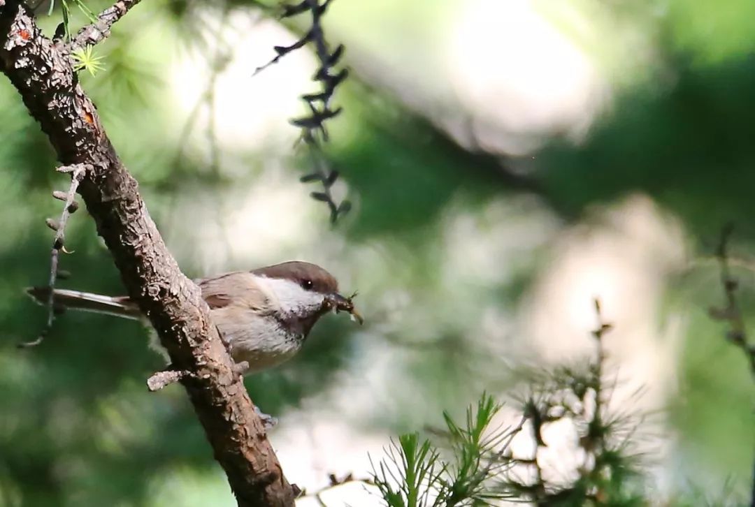 birdWatching