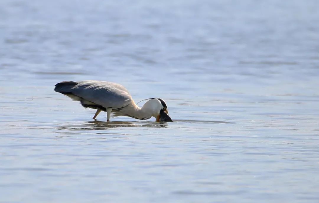 birdWatching