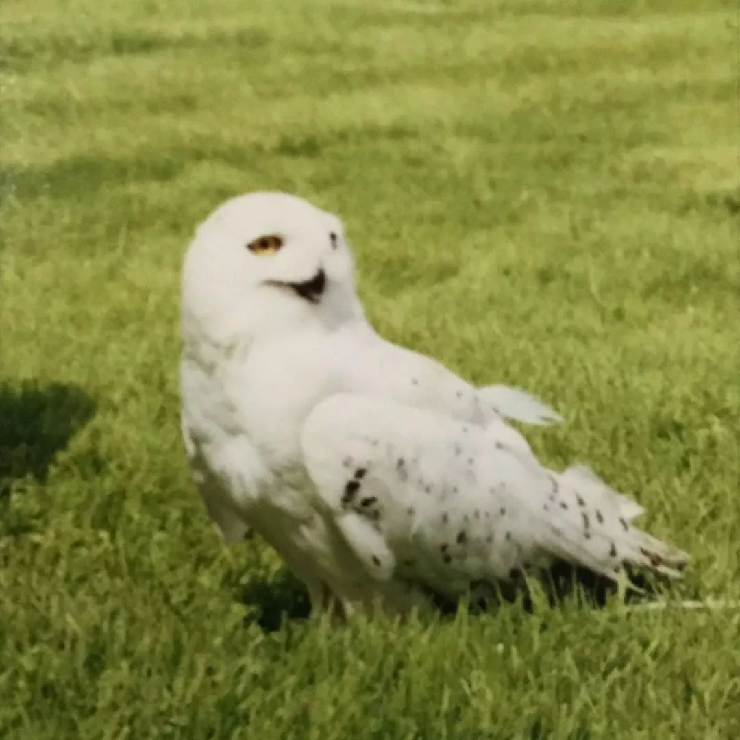 birdWatching