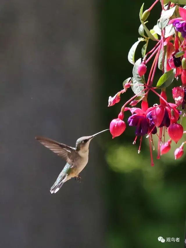 birdWatching