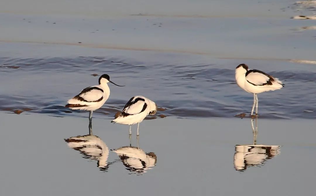 birdWatching