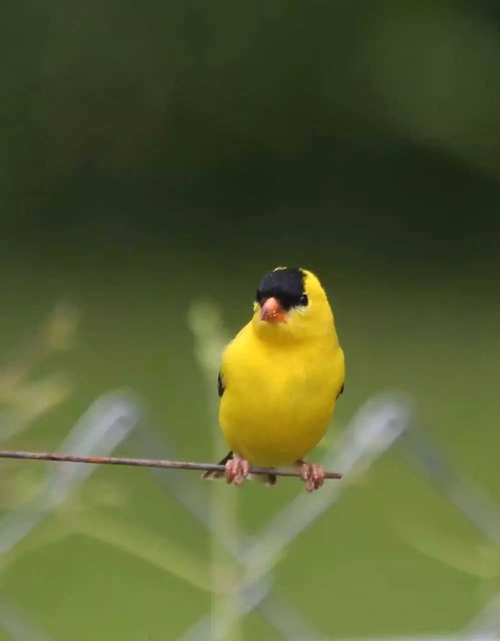 birdWatching