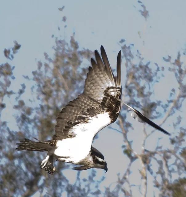 birdWatching