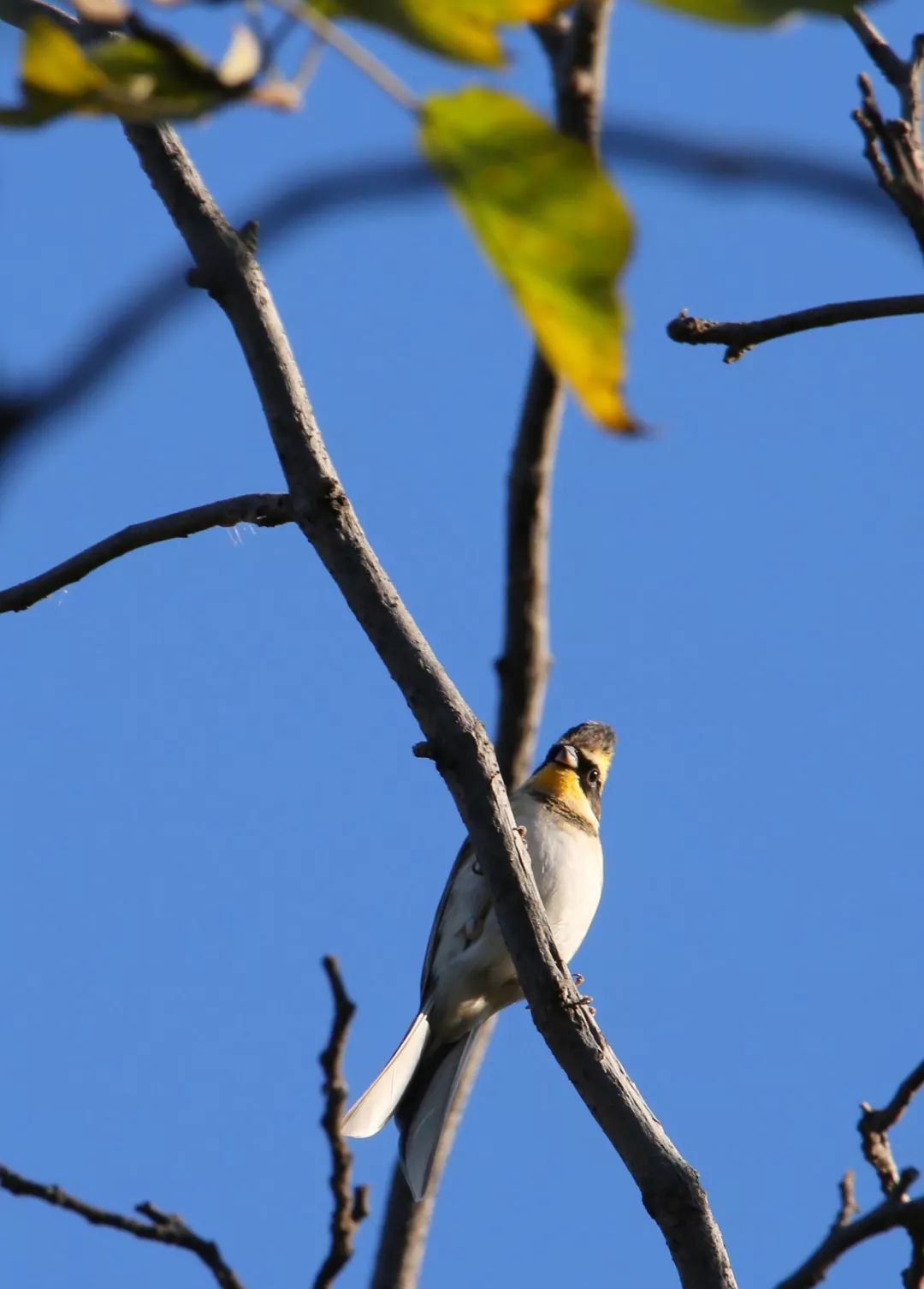 birdWatching