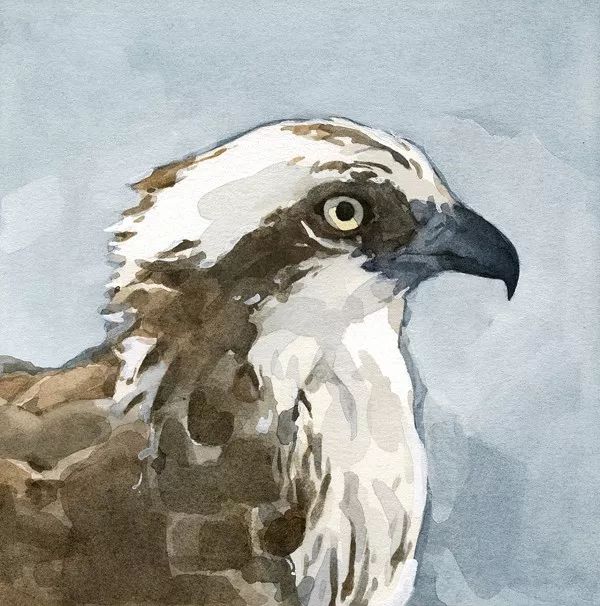 birdWatching