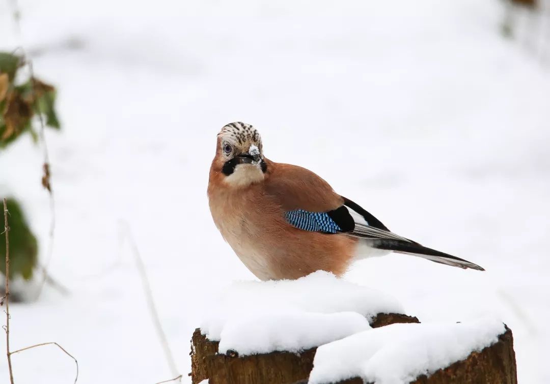 birdWatching