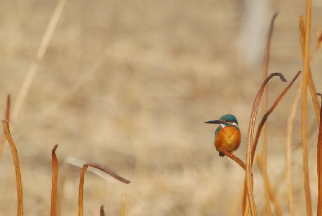 birdWatching
