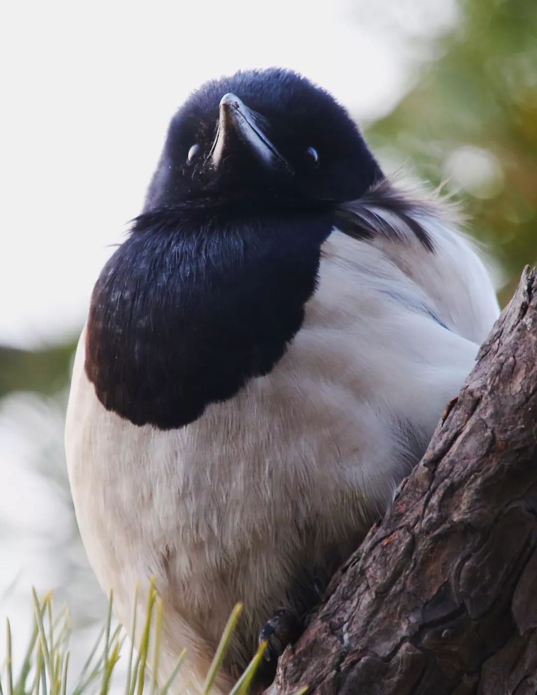 birdWatching