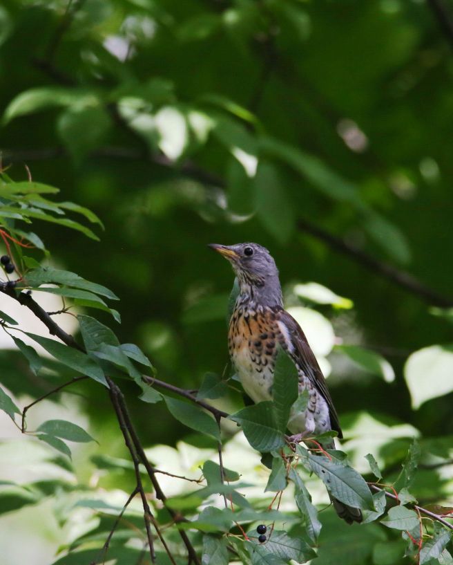 birdWatching