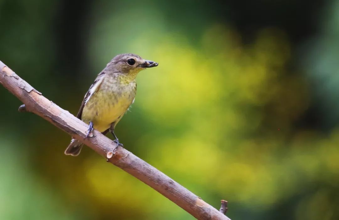 birdWatching