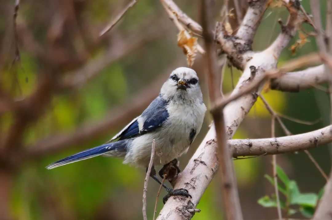 birdWatching