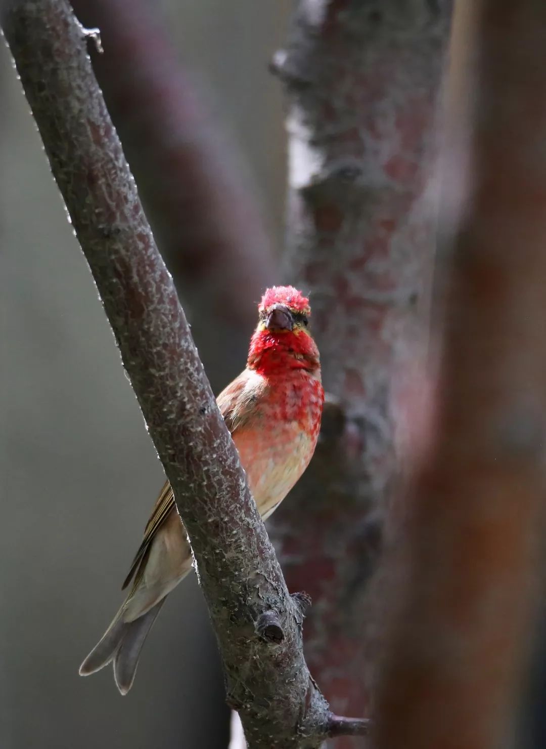 birdWatching