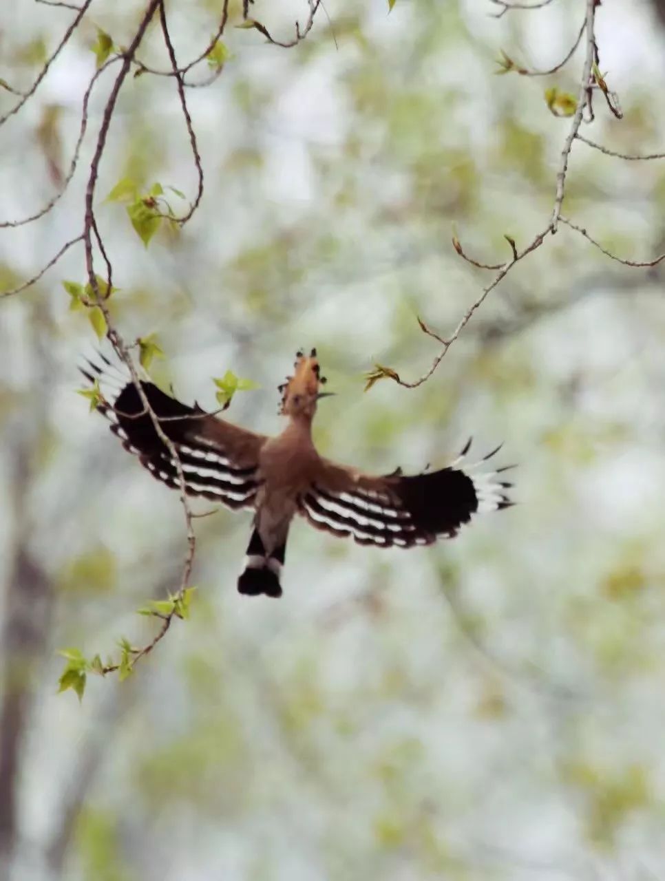 birdWatching