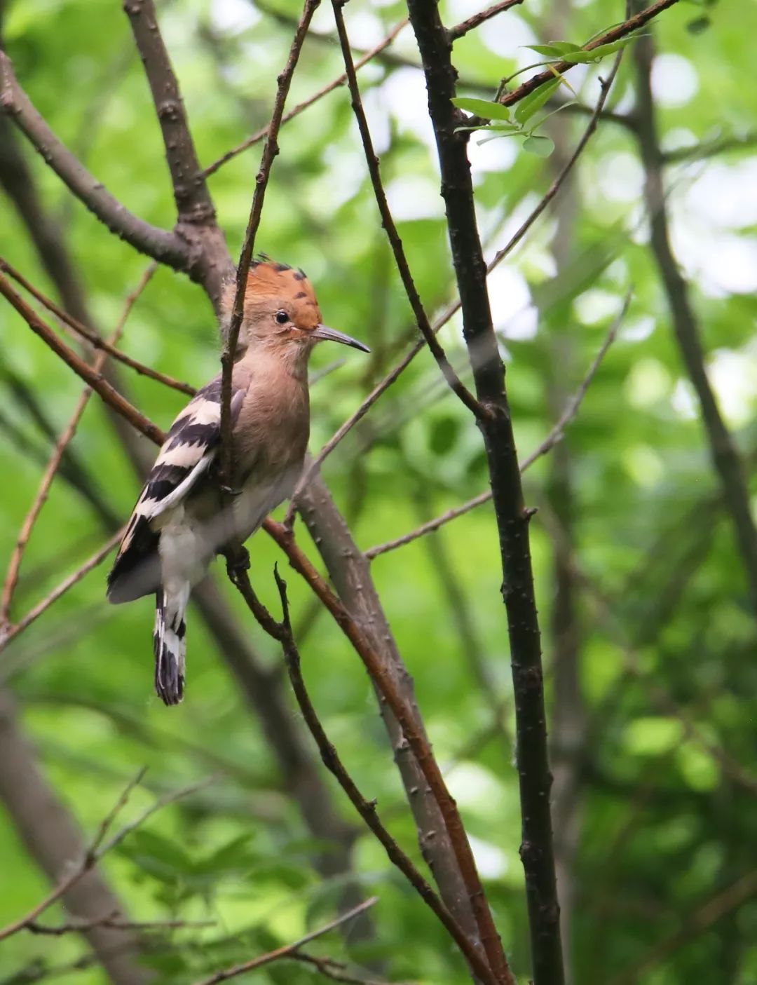 birdWatching