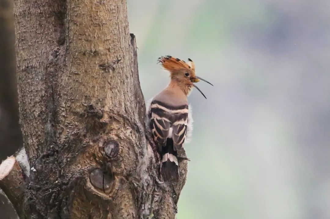 birdWatching