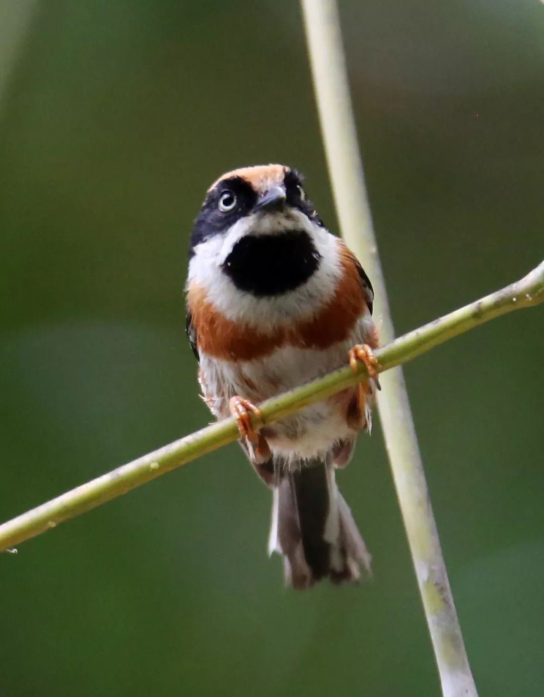 birdWatching