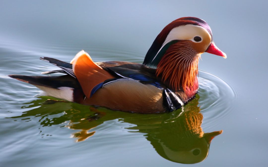 birdWatching