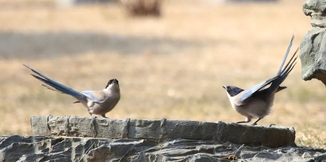 birdWatching