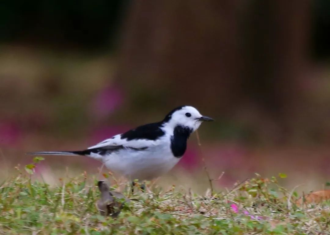 birdWatching