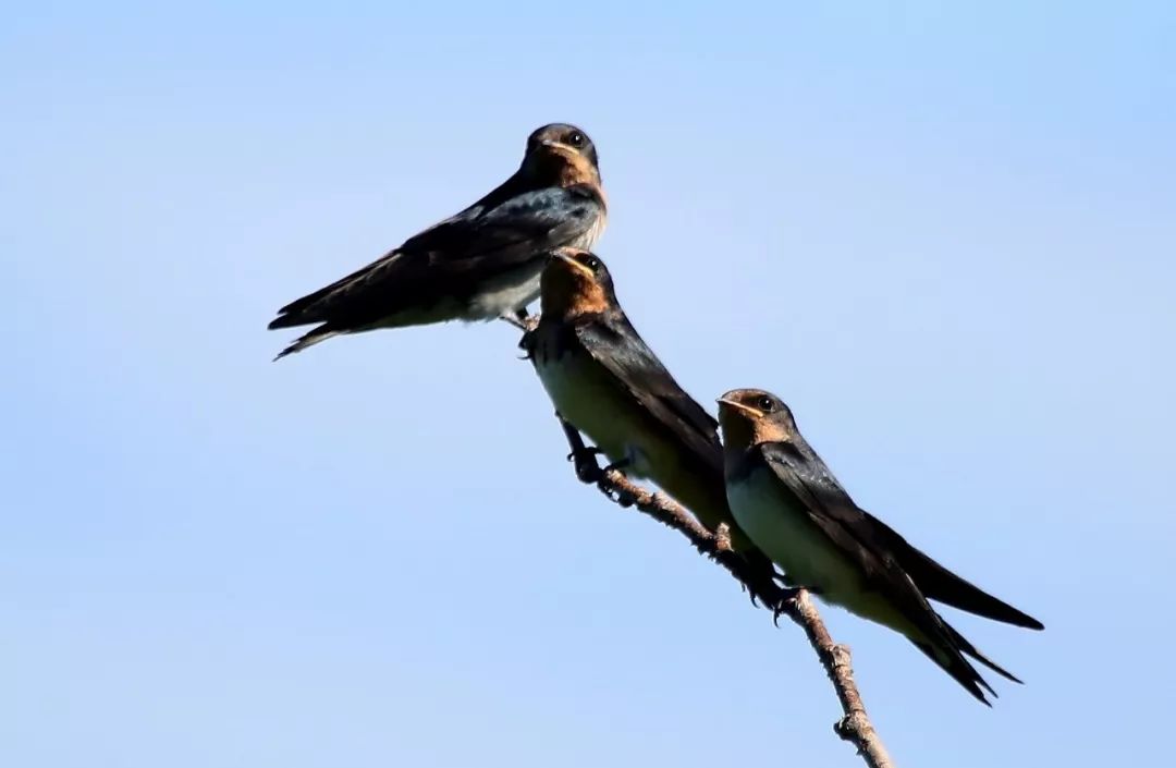 birdWatching