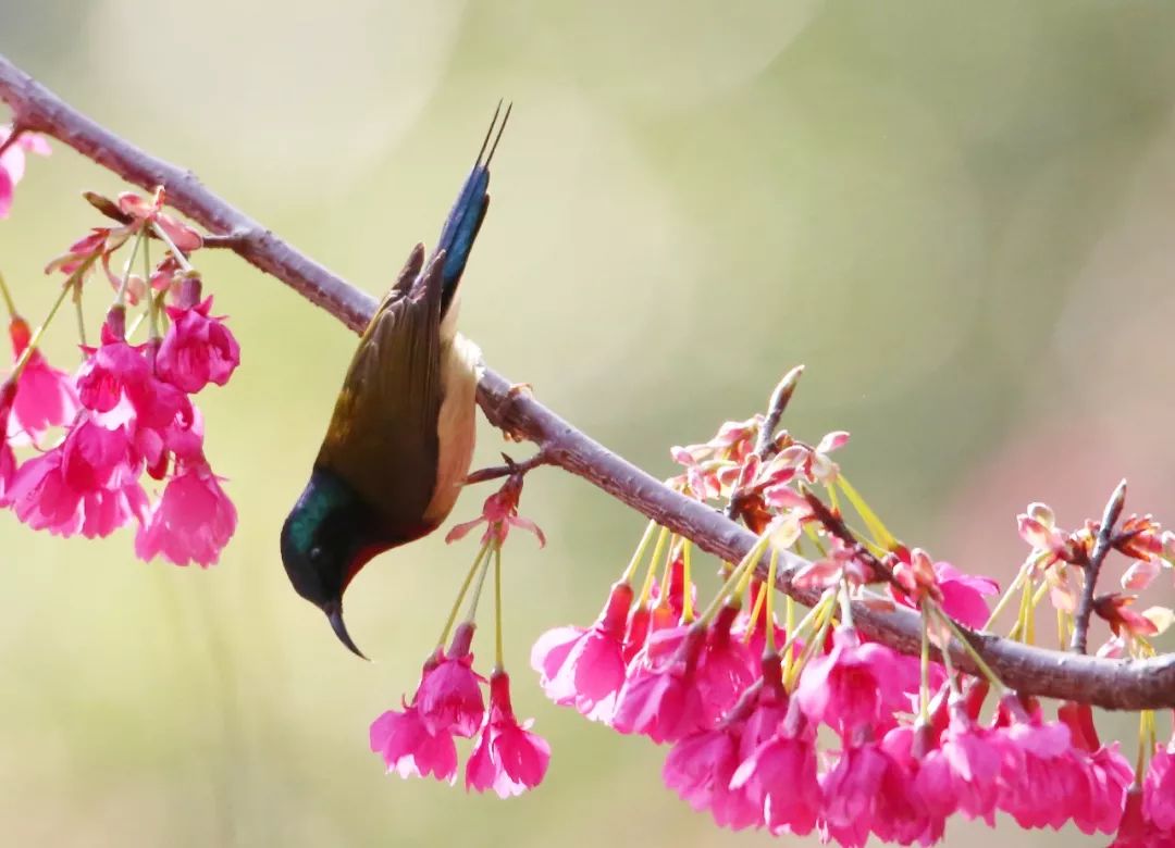 birdWatching