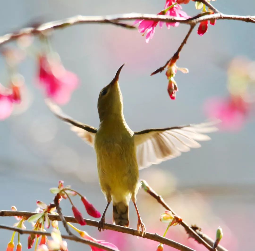 birdWatching