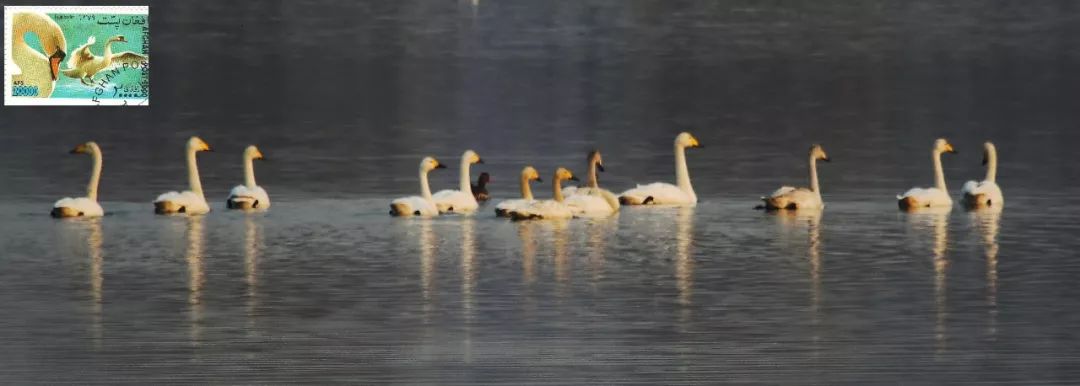 birdWatching