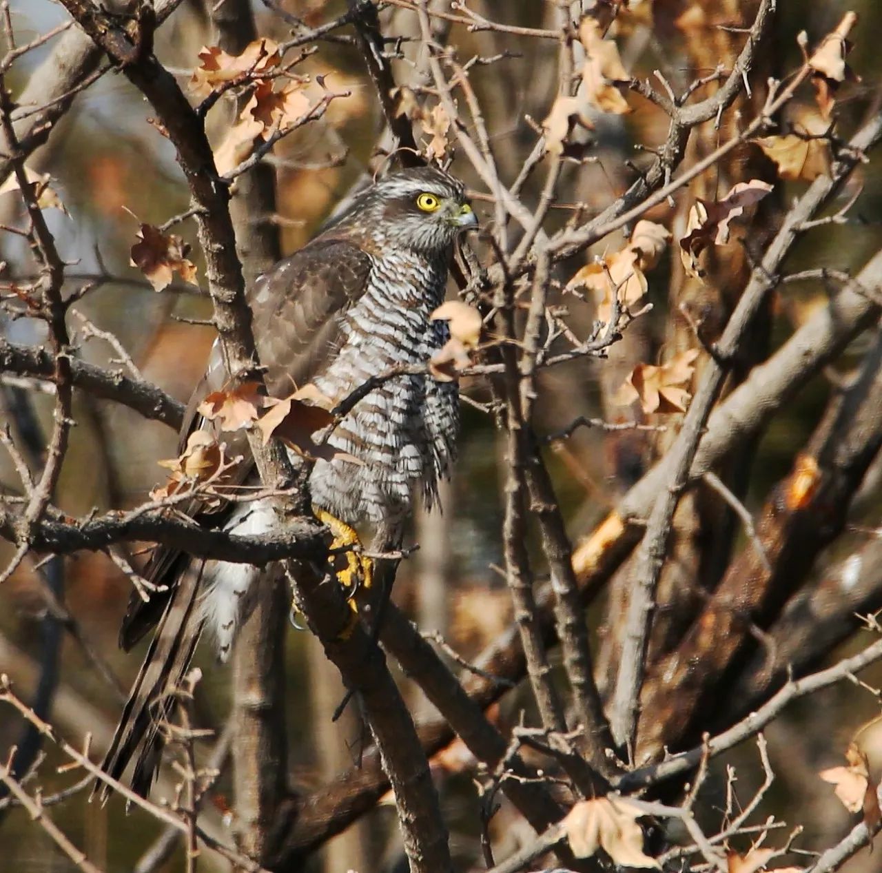 birdWatching
