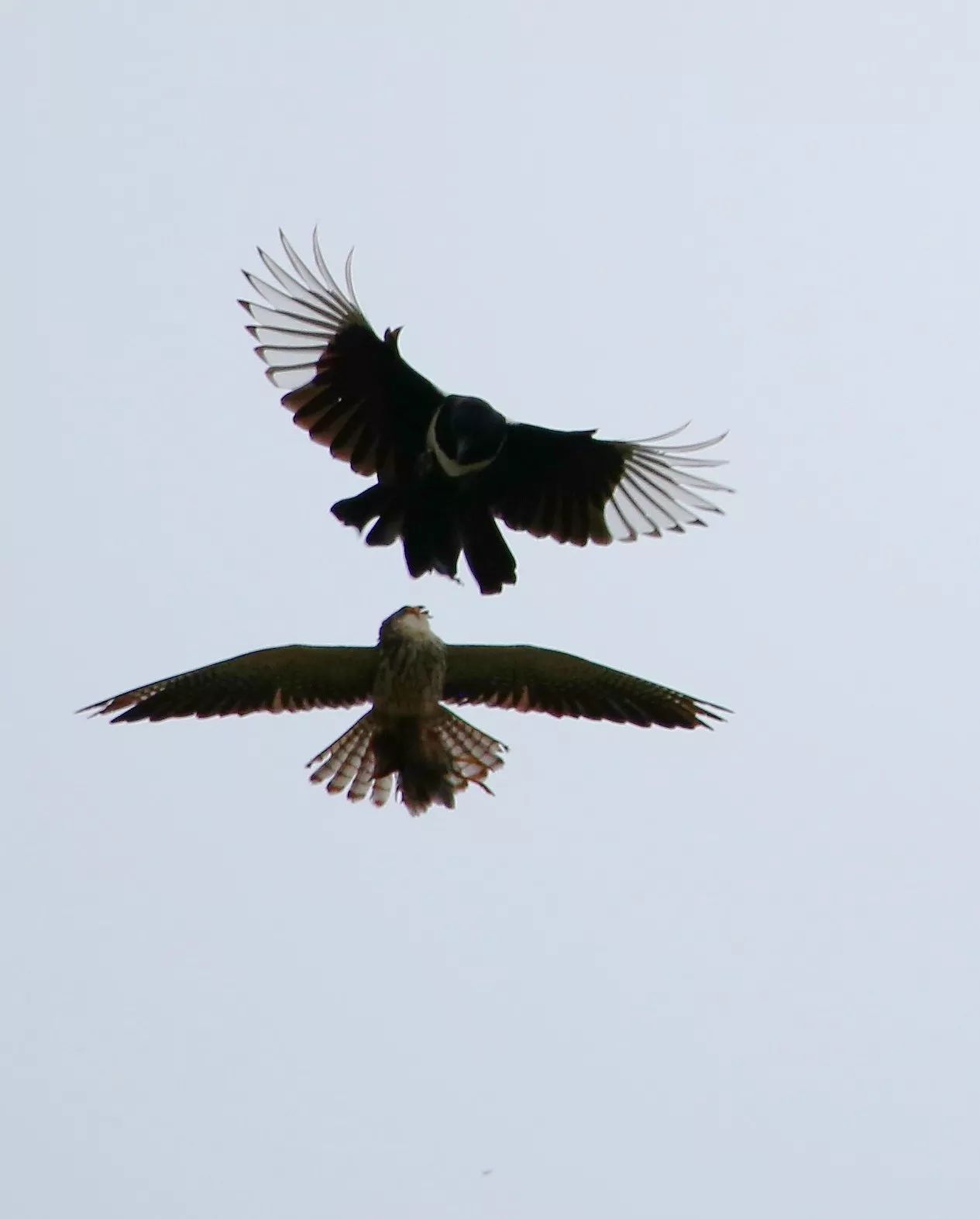 birdWatching