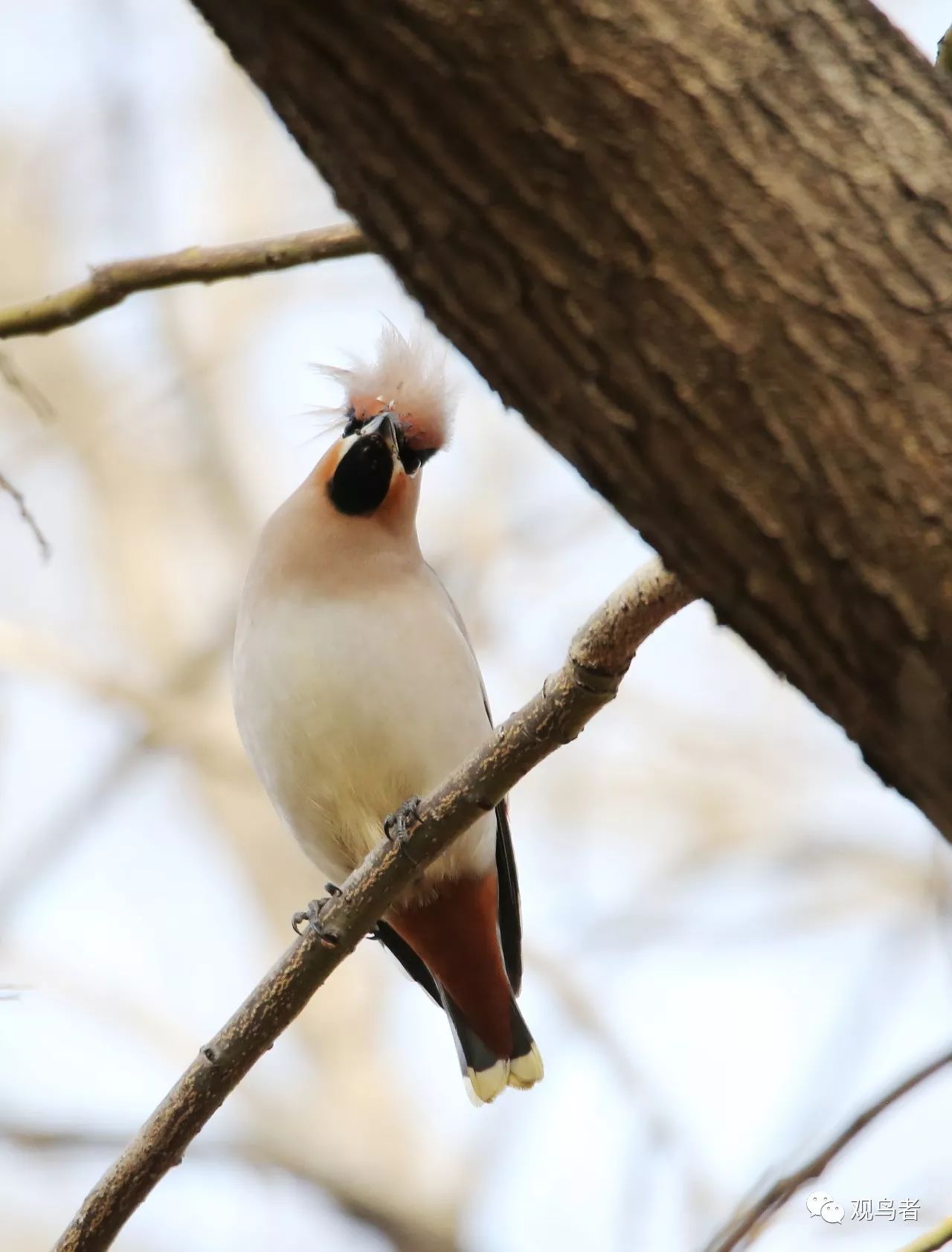 birdWatching