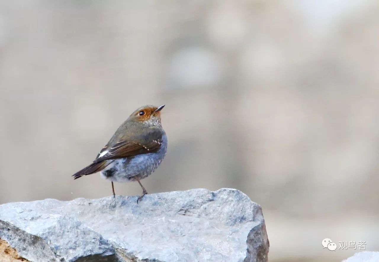 birdWatching