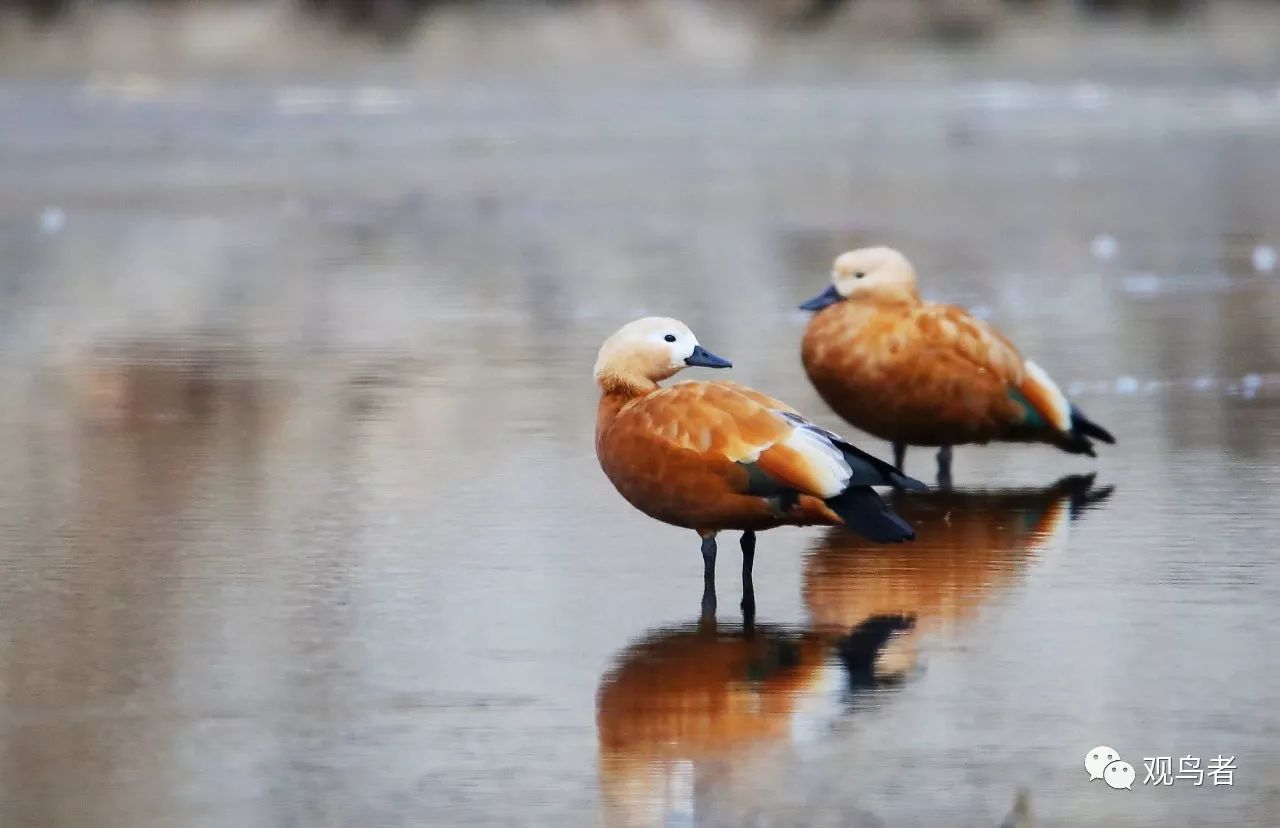 birdWatching