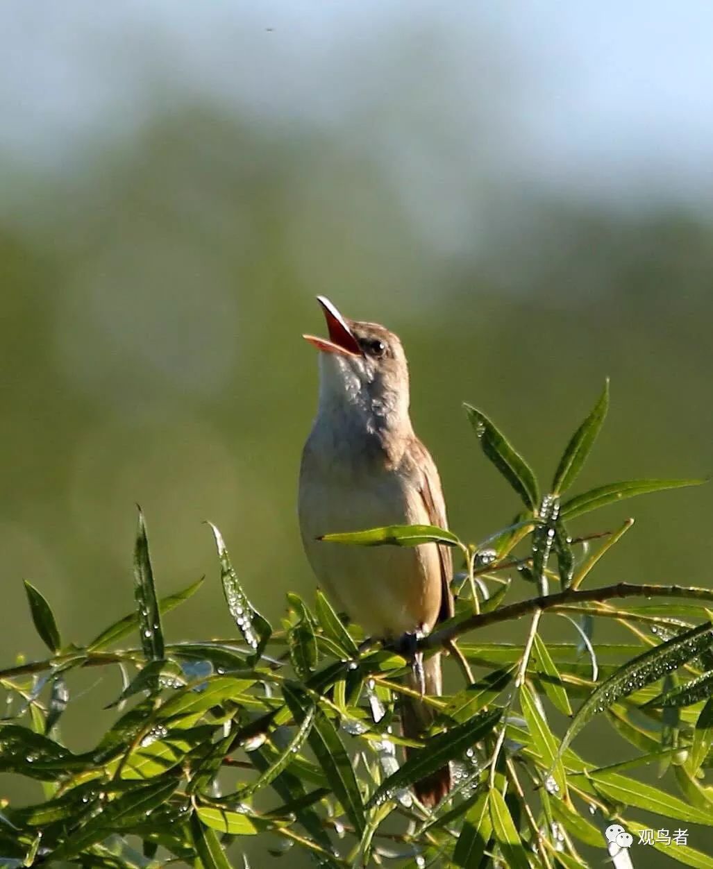 birdWatching