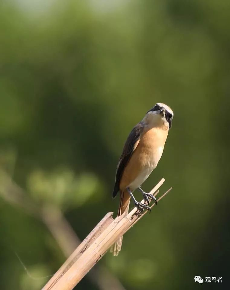 birdWatching