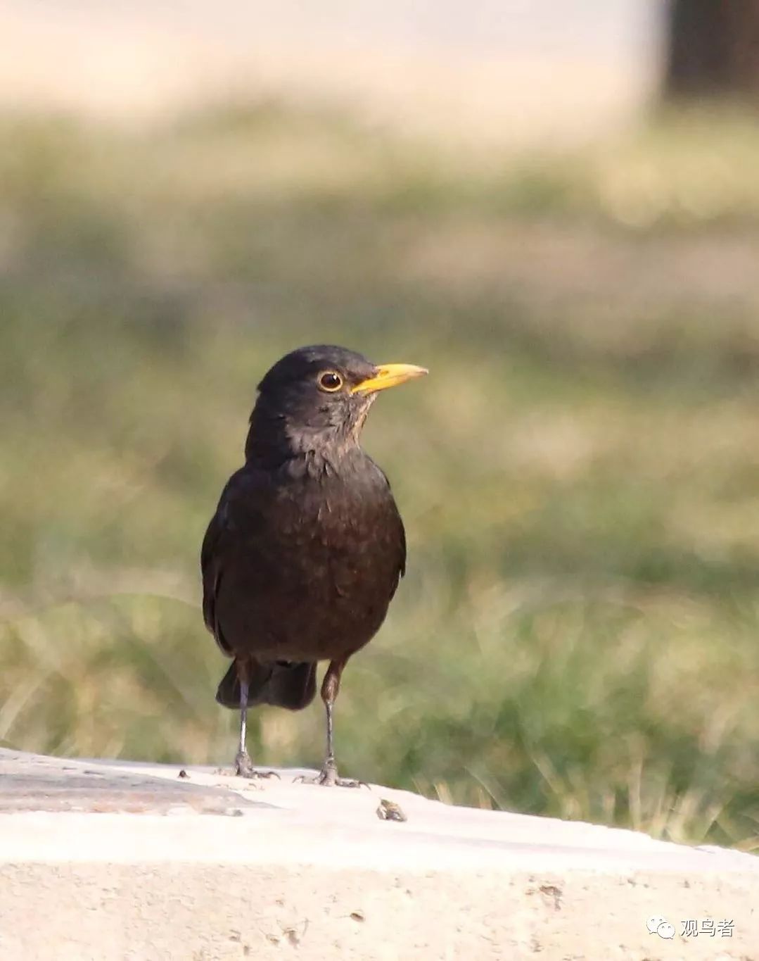 birdWatching