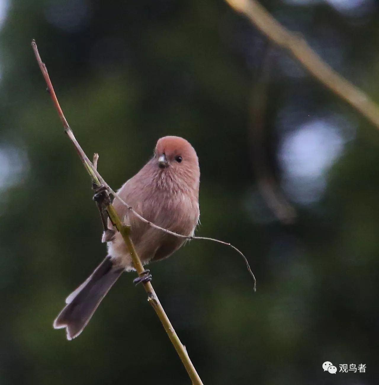 birdWatching