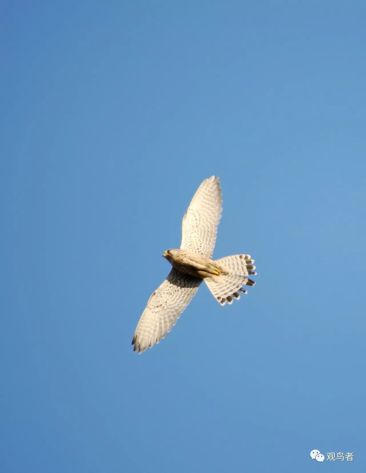 birdWatching