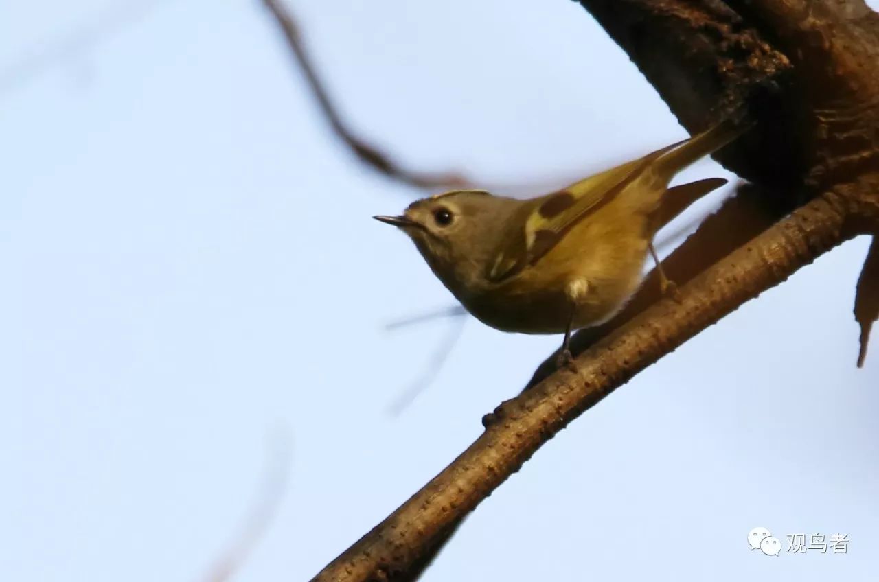 birdWatching