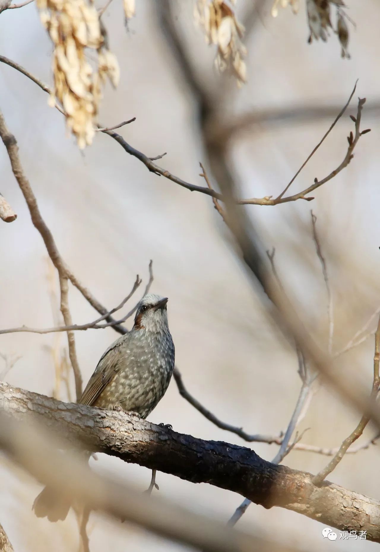 birdWatching