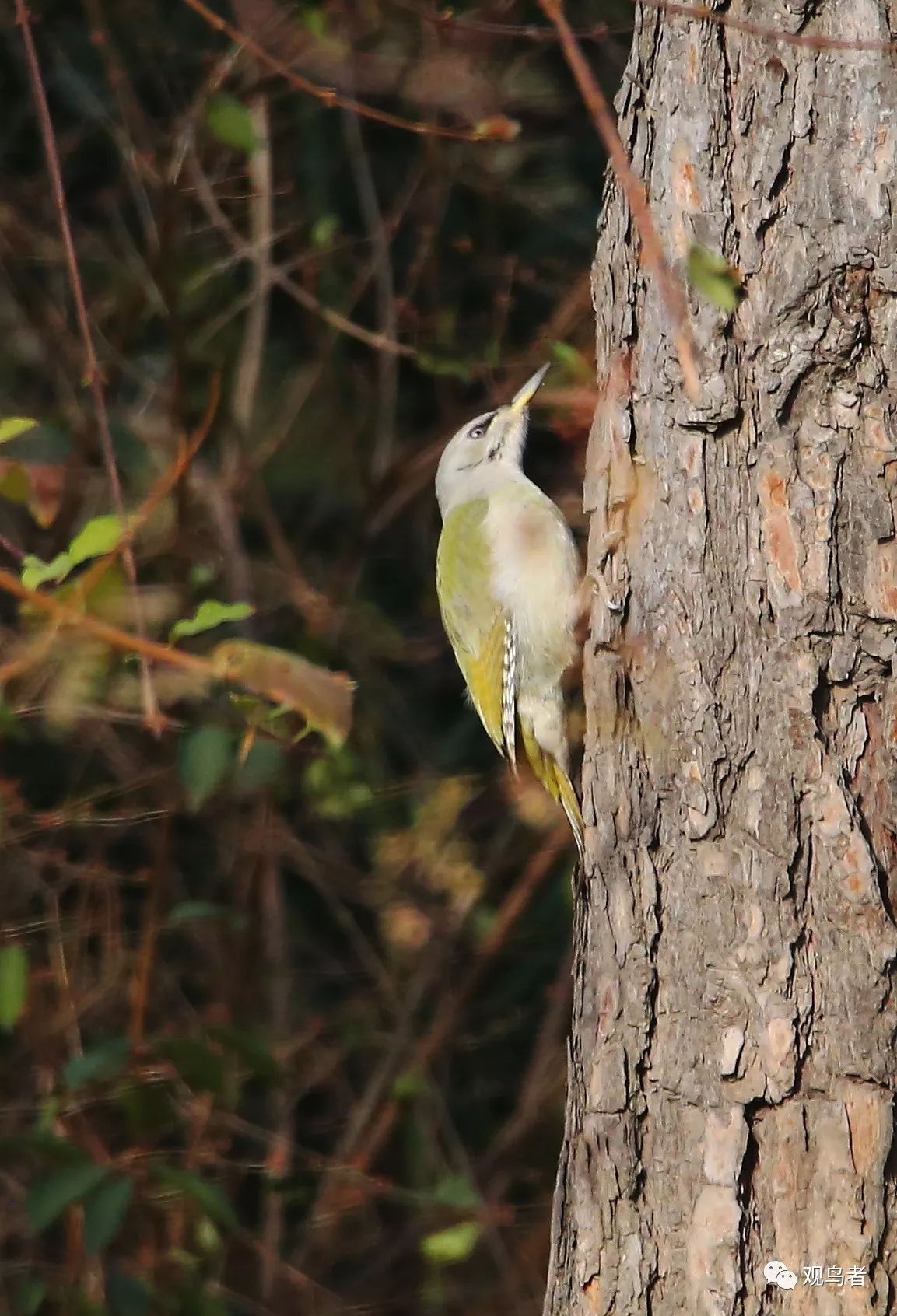 birdWatching