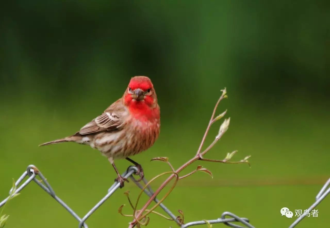 birdWatching