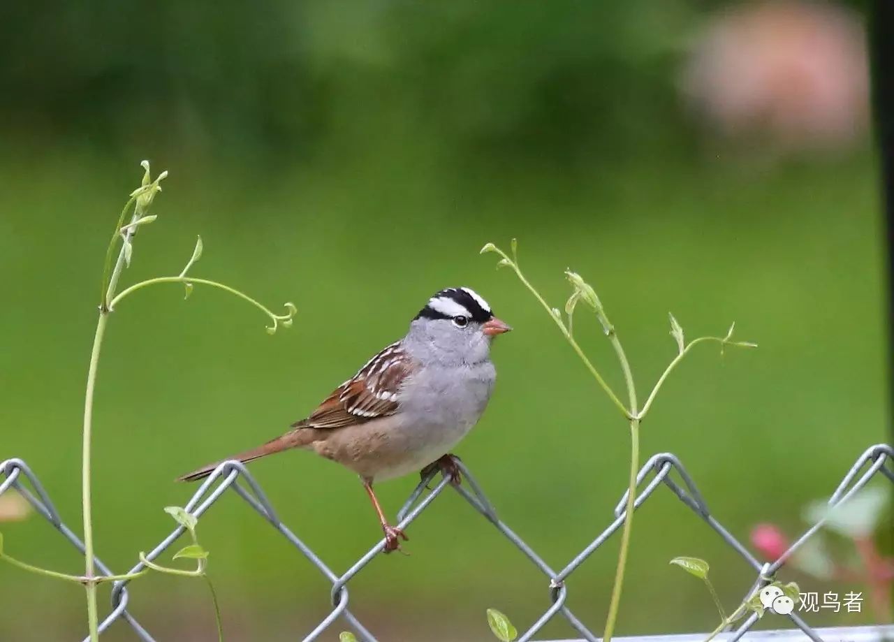 birdWatching