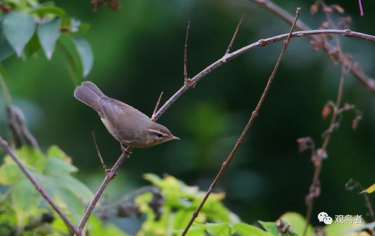 birdWatching