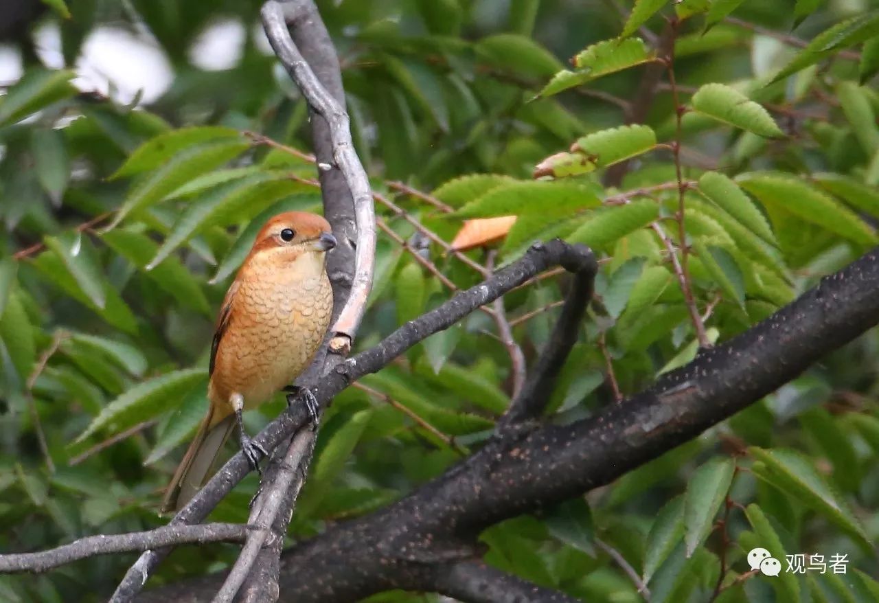 birdWatching